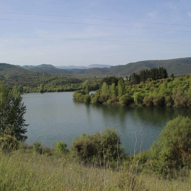 Lago rodeado de árboles