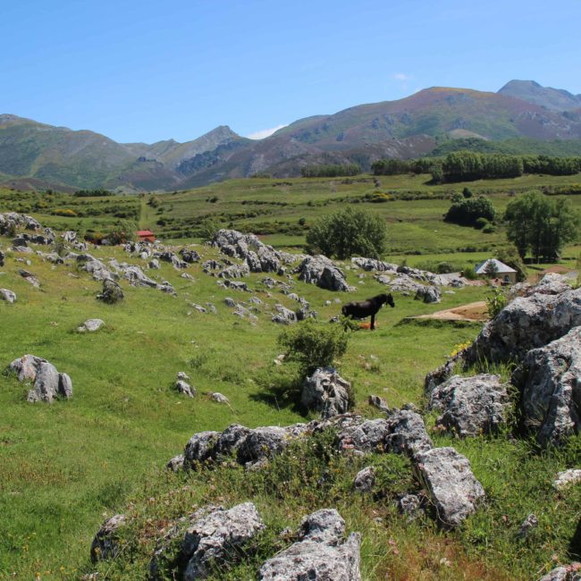 Un caballo en la montaña