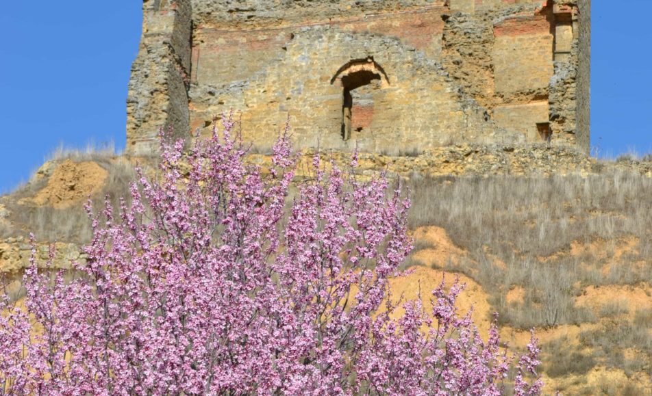 Ramas de árbol y castillo