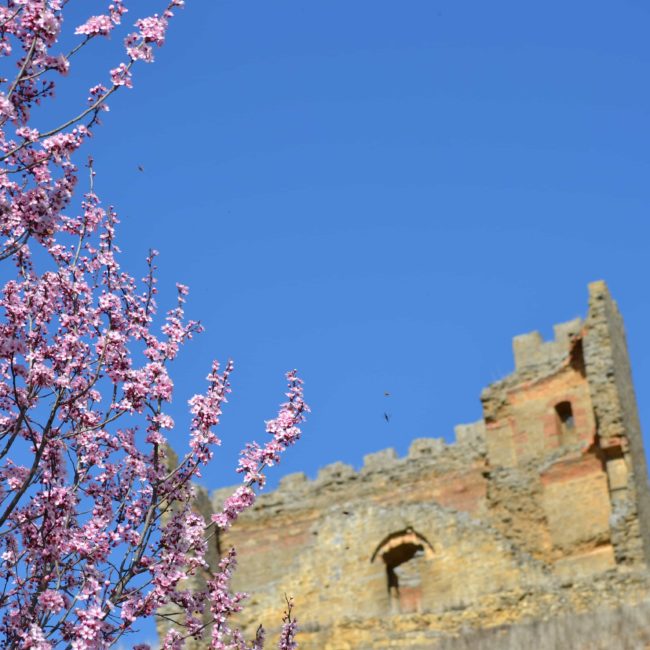 Ramas de árbol y castillo