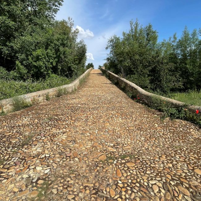 Puente de piedras con árboles alrededor