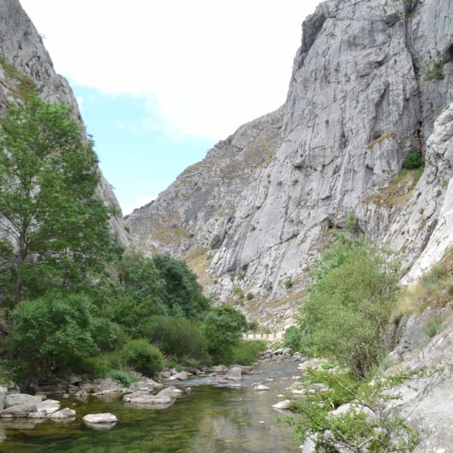 Riachuelo con árboles alrededor y rocas