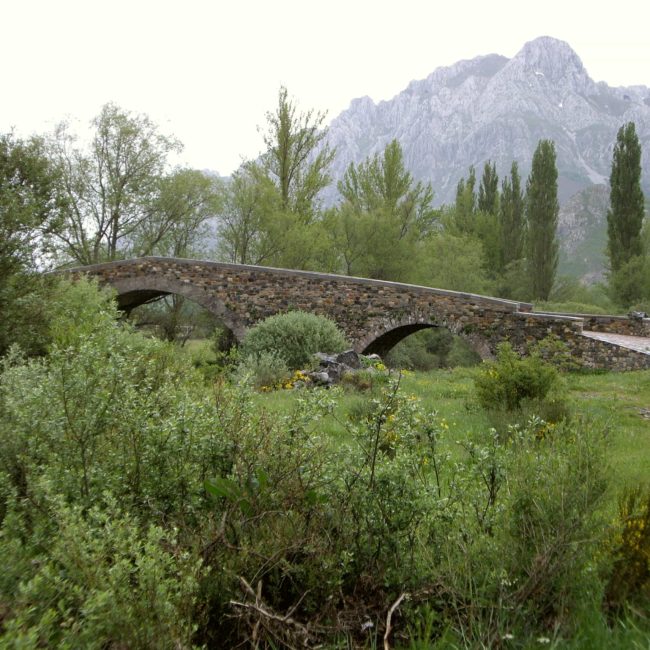 Puente de piedra entre los árboles