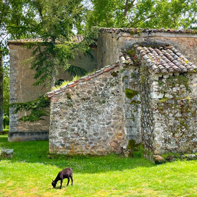 Cabra come hierba en el exterior