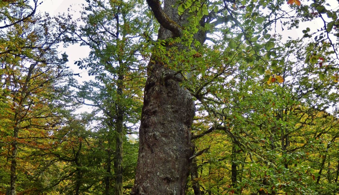 Árbol