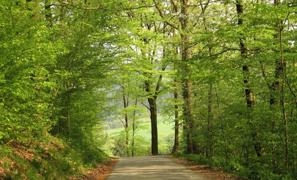 Bosque