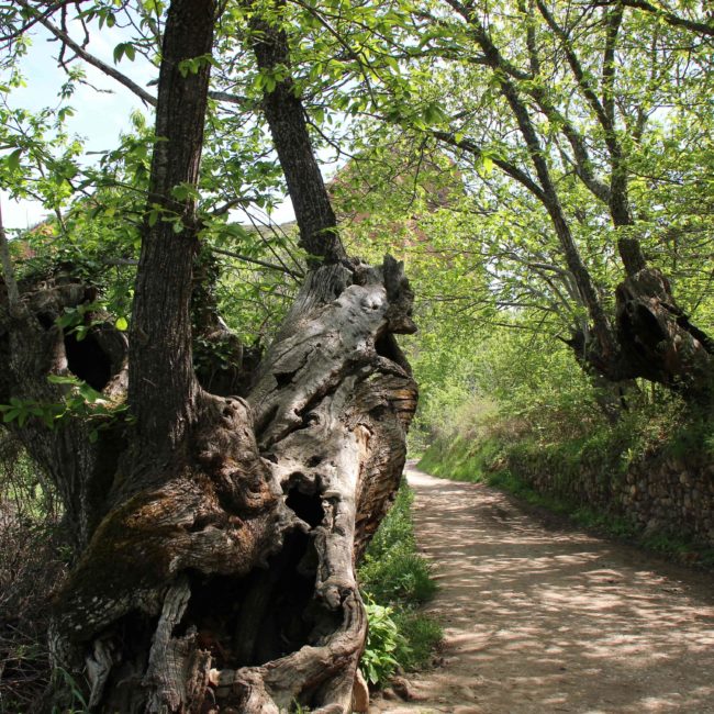 Árboles entre un camino