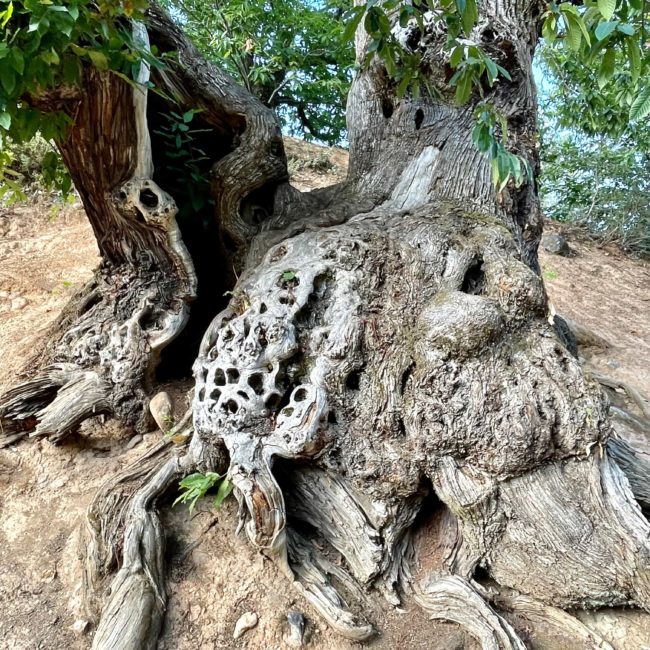 Árbol con raices