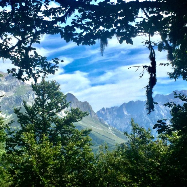 Árboles y montañas lejanas