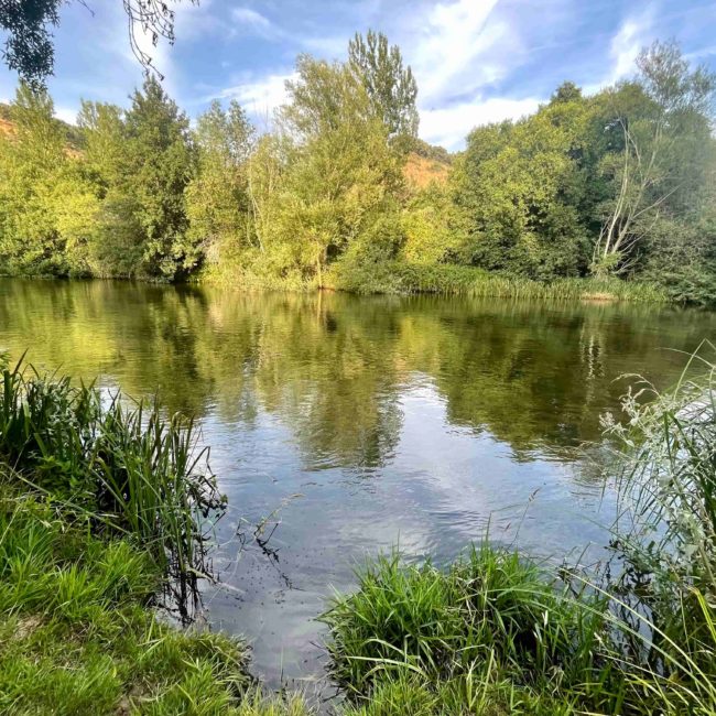 Río rodeado de árboles