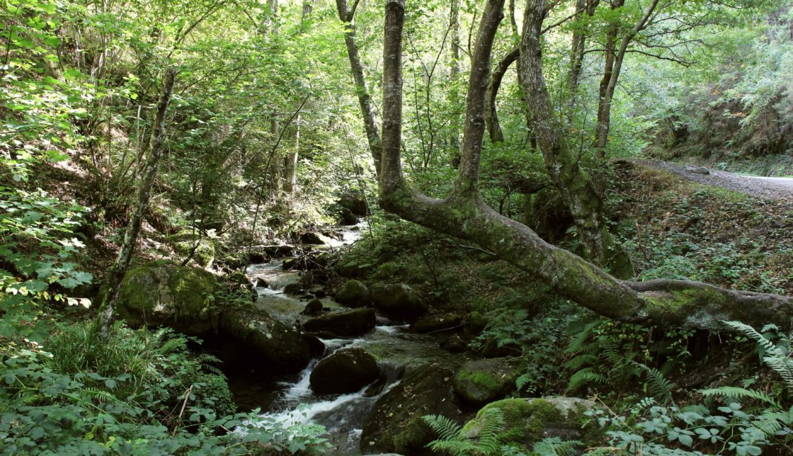 Riachuelo entre los árboles