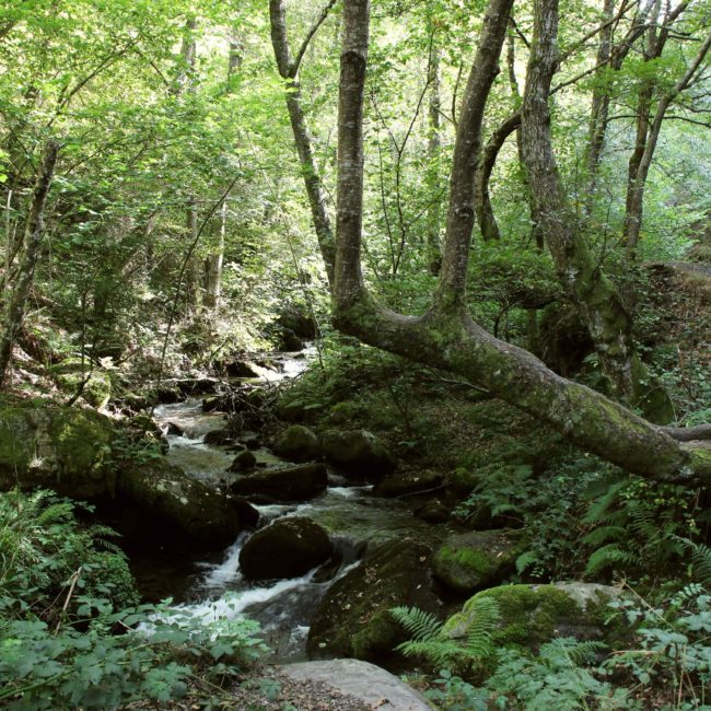 Riachuelo entre los árboles