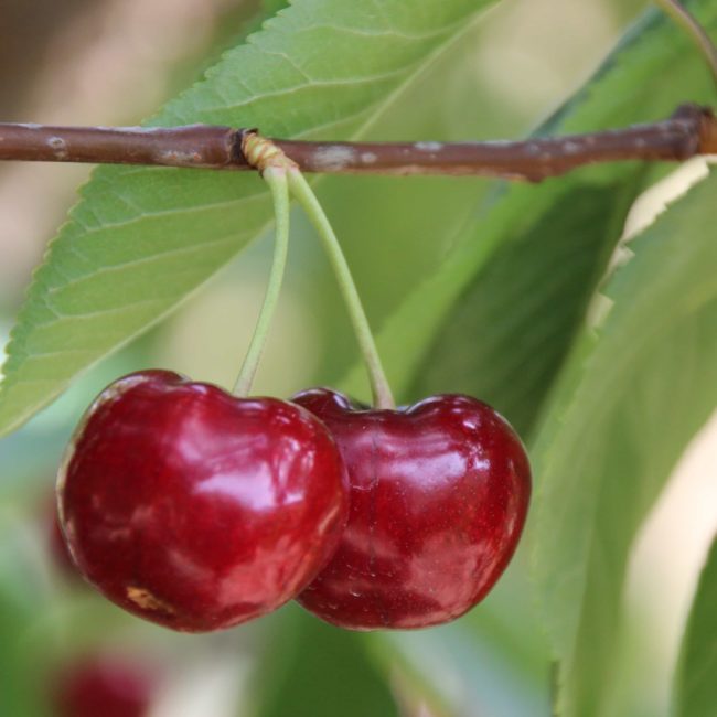 2 cerezas en una rama