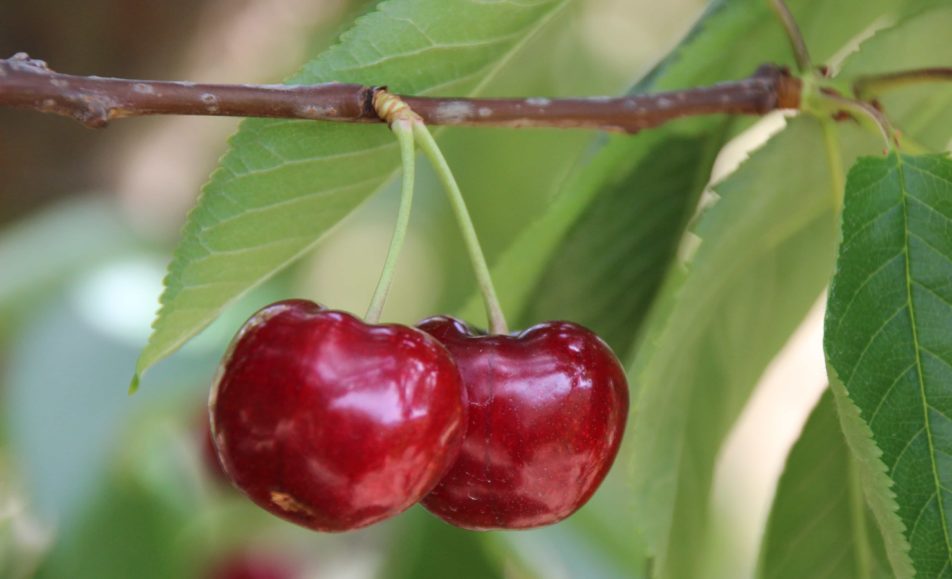 2 cerezas en una rama