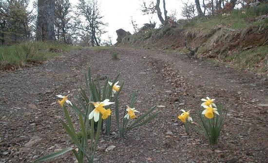 Flores sobre un camino