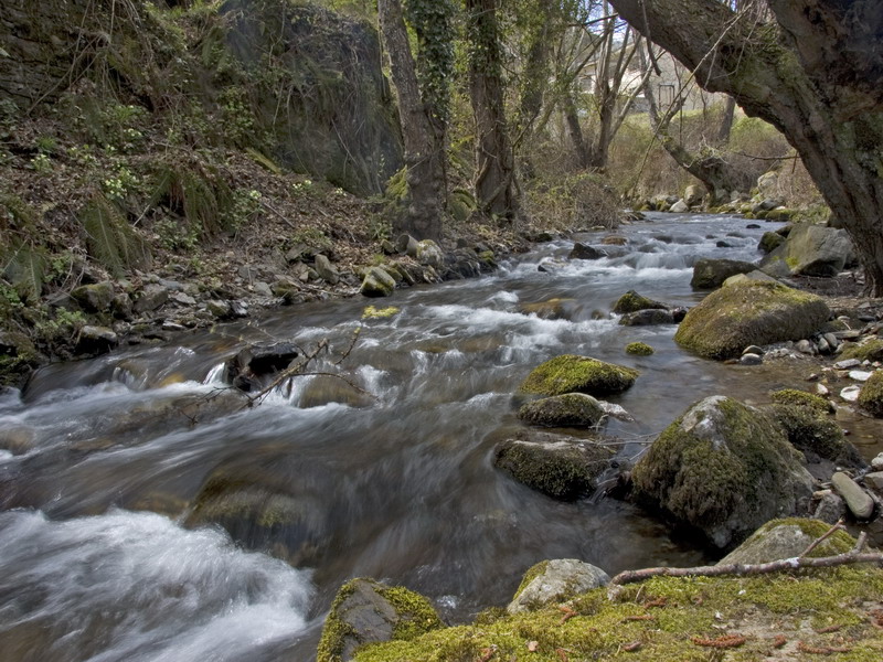 Río por el bosque