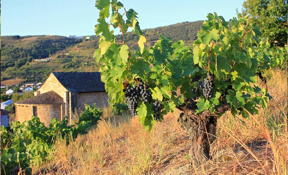 Viñedo con uvas